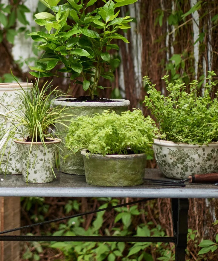 Evergreen Wide Plant Pot &amp; Saucer Small